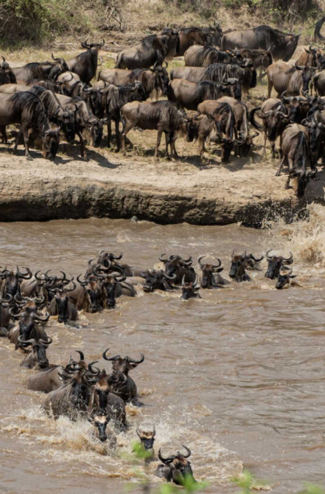 SEASONS OF SERENGETI