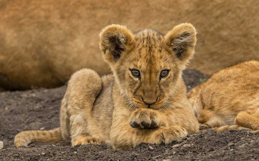 PHOTOGRAPHY SAFARI