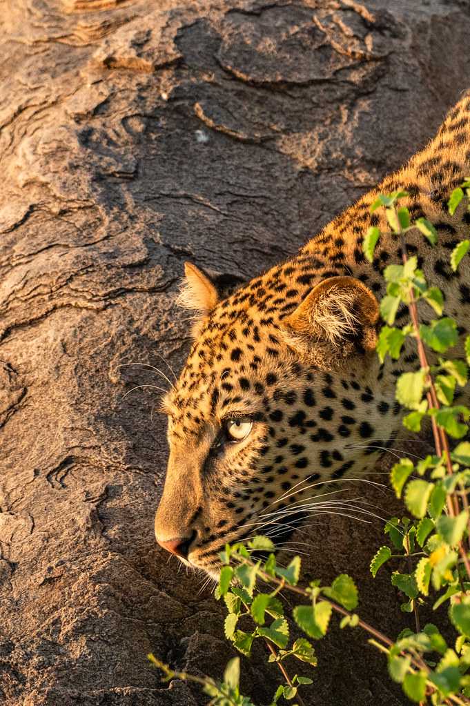NURU GRAND SAFARI