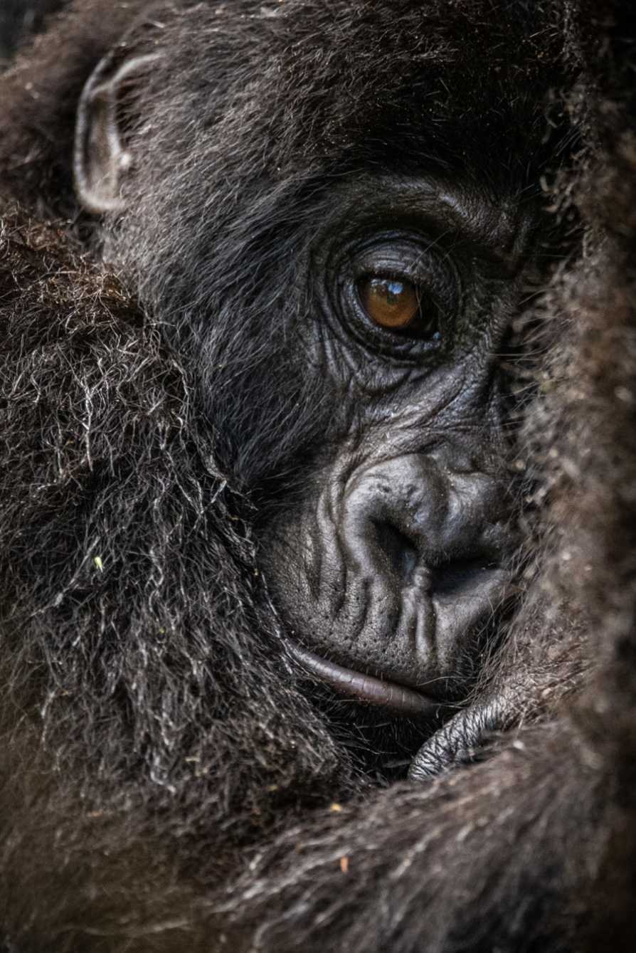GORILLA TREK SAFARI