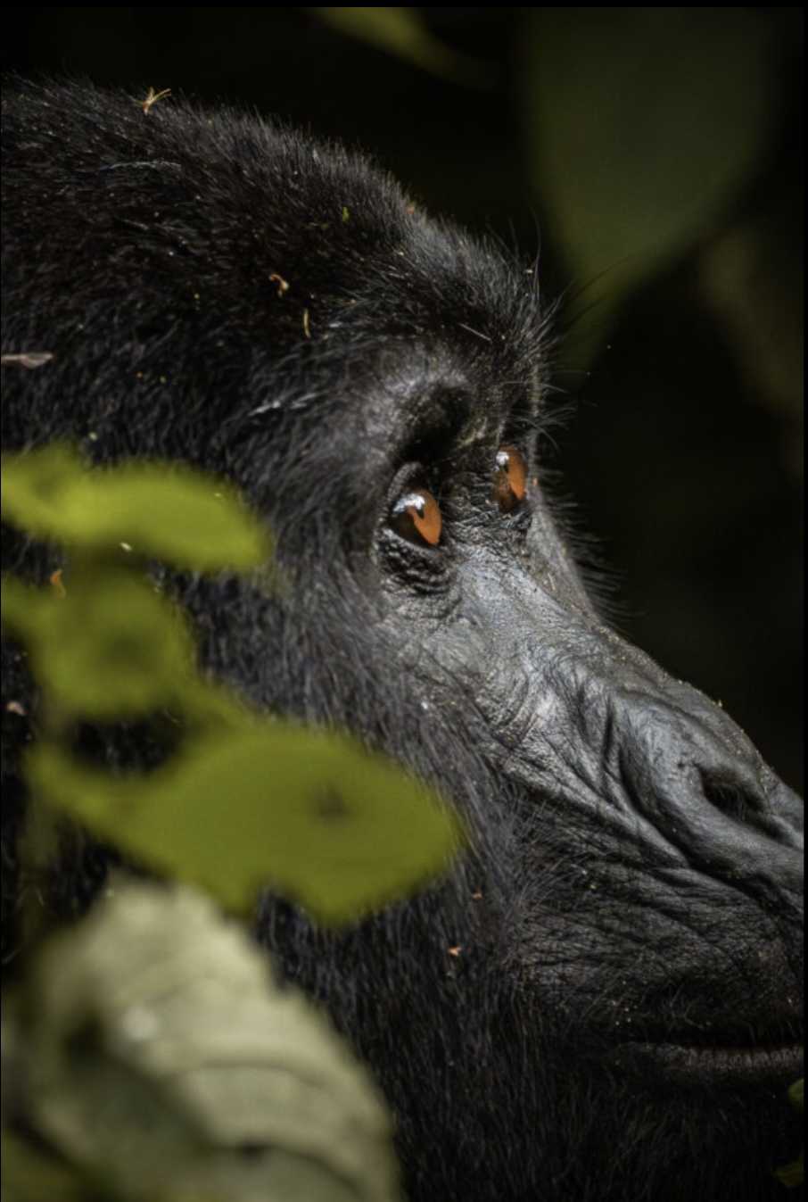 GORILLA TREK SAFARI