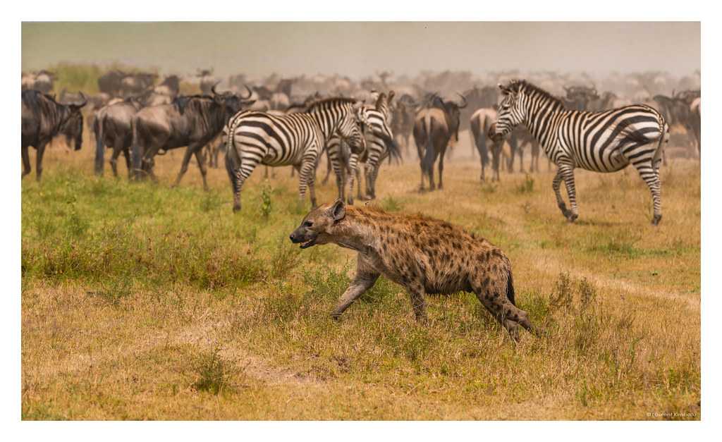 PHOTOGRAPHY SAFARI